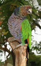 sisserou.jpg of dominica